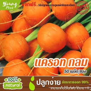 เมล็ดแครอทกลม 50เมล็ด อัตราการงอก95% (แถมฟรี!!! เมล็ดผักกวางตุ้ง500 เม็ด)