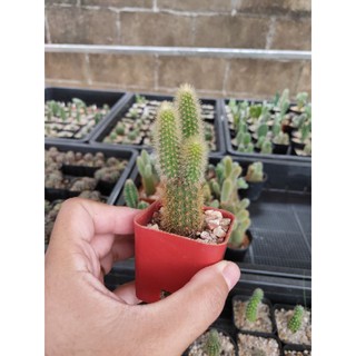 กระบองเพชร แคคตัส (Cactus) หางกระรอก (Squirrel tail) (Aporocactus Flagelliformis) ขนาดกระถาง 2 นิ้ว จัดส่งทั้งกระถาง