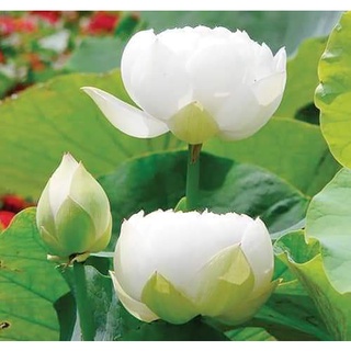 7 เมล็ด เมล็ดบัว สีขาว ดอกใหญ่ สายพันธุ์เมล็ดบัว ดอกบัว Lotus seeds.