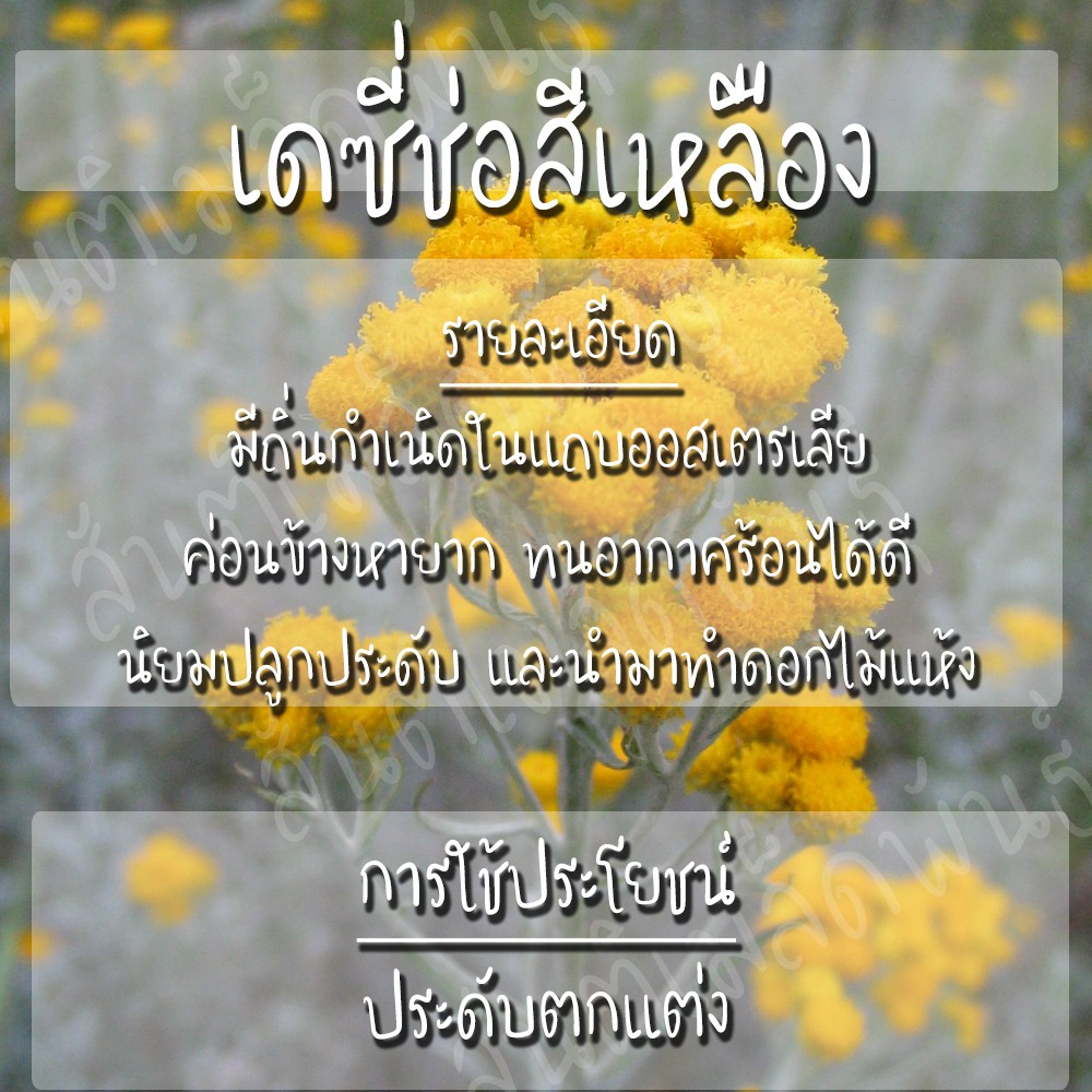 เมล็ดพันธุ์ เดซี่ช่อ สีเหลือง (ทำดอกไม้แห้ง) 100 เมล็ด Clustered Everlasting Daisy seed เมล็ดพันธุ์แท้ นำเข้า ปลูกง่าย ราคา ถูกที่สุด ดีลบีเคเค แกลเลอรีภาพที่ 3