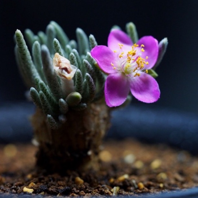 Avonia alstinii 10เมล็ด .-119