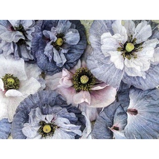 เมล็ดพันธุ์ดอกป้อบปี้ อะเมซิ่ง เกรย์  Amazing Grey Poppy   เมล็ดพันธุ์แท้ ราคาถูก นำเข้าจากต่างประเทศ