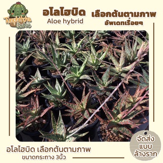 Aloe hybrid อโลไฮบิด เลือกต้นตามภาพ กระถาง3” (ส่งแบบล้างราก)