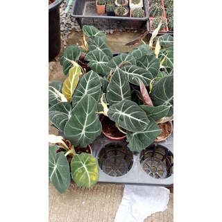 อโลคาเซีย แบลคเวลเวท  Alocasia Black Velvet กระถาง4นิ้ว   299  บาท