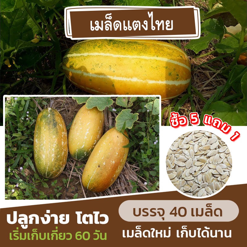 เมล็ดพันธุ์ แตงไทย แบ่งขาย 40 เมล็ด (ซื้อ 5 แถม 1)