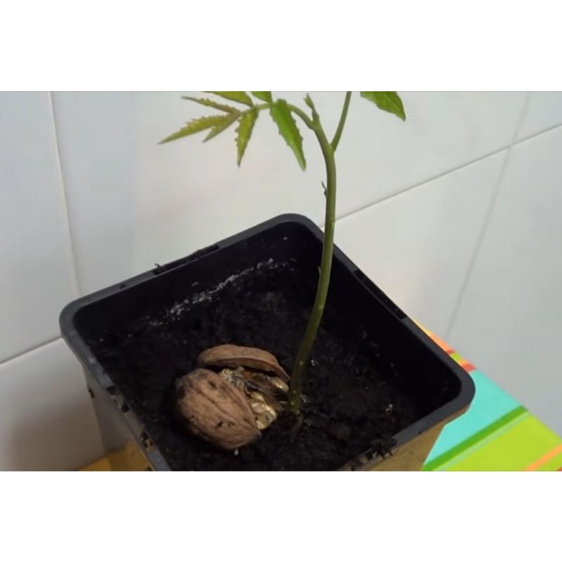 #วอลนัท นำเข้า เเบบเพาะเมล็ดดิบ จัดส่ง 6 เมล็ด (สั่ง 3 ชุด ฟรี 1 ชุด )