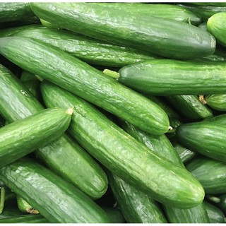 แตงกวาดัช - Dutch Cucumber เมล็ดพันธุ์นำเข้าจาก : USA บรรจุชุดละ 50 เมล็ด