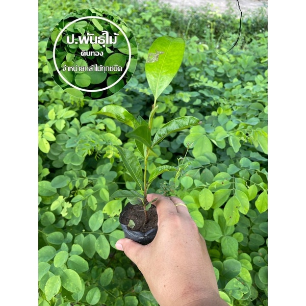 ต้นพิกุลทอง ต้นพิกุล ดอกหอม สูง  20 เซน เสียหายเคลมฟรี