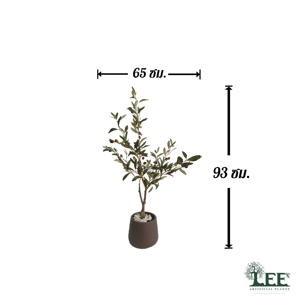 ((มาใหม่)) ต้นมะกอกป