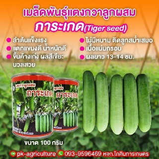 เมล็ดพันธุ์แตงกวาการะเกด ขนาด 100 กรัม