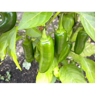 เมล็ด พริกจาราปิโน่ - Jalapeno Mexican Pepper