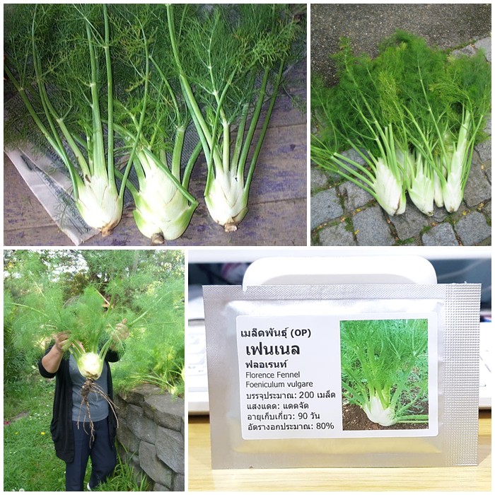 เมล็ดพันธุ์ เฟนเนล ฟลอเรนท์ (Florence Fennel Seed) บรรจุ 200 เมล็ด คุณภาพดี ราคาถูก ของแท้ 100%