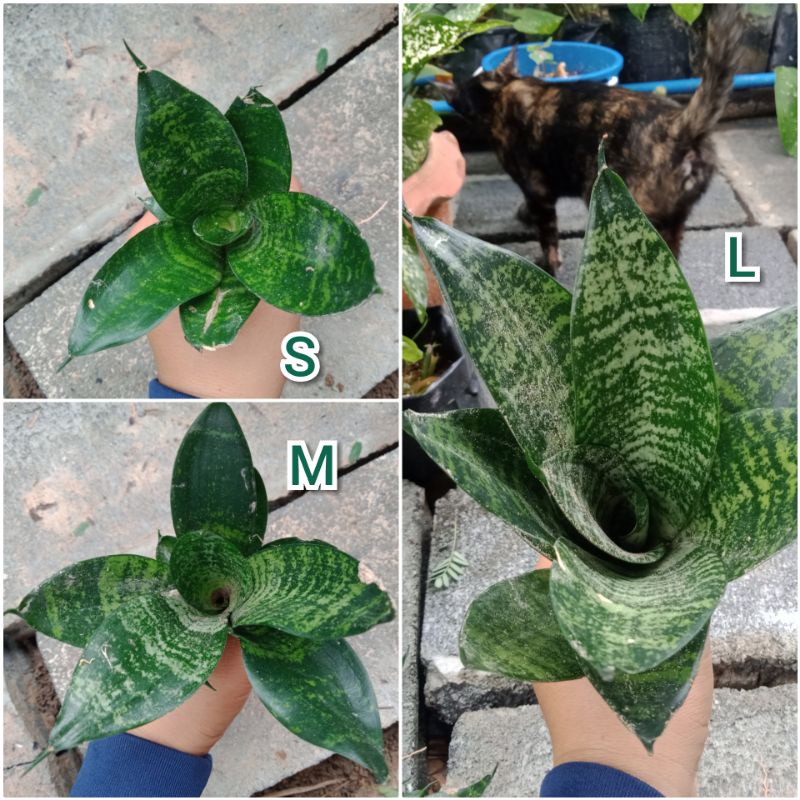 🌱ต้นลิ้นมังกรแคระ 🌱 ไม้ประดับ ไม้ฟอกอากาศ พร้อมส่งเคาะราก