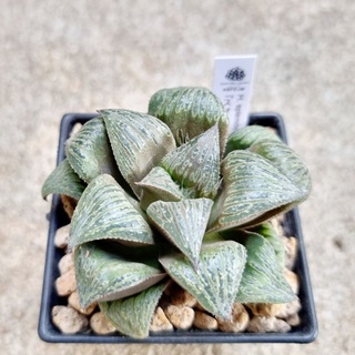 พร้อมส่ง!!ฮาโวเทีย Haworthia splendens hybrid จัดส่งแบบล้างราก