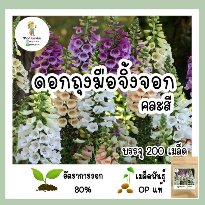เมล็ดพันธุ์ ถุงมือจิ้งจอก คละสี 200เมล็ด