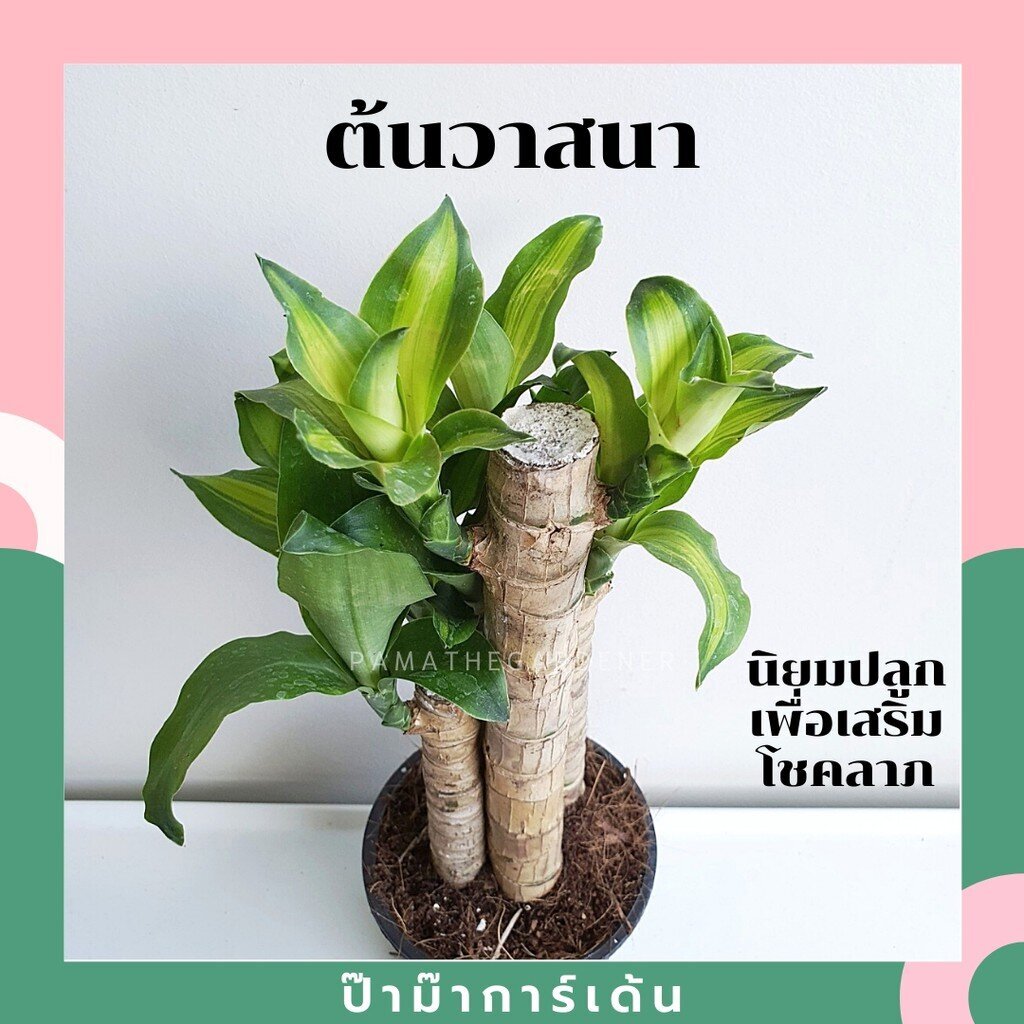 มุมมอง 2