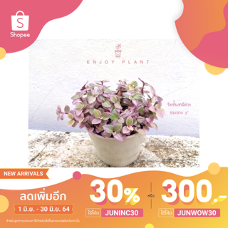 [ ลดเลยย!! 30% เพียงใส่โค้ด JUNINC30 เหลือ 46 บาท!! ] ต้นริบบิ้นชาลีด่าง ฮิตมากๆ