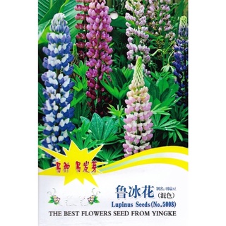 เมล็ด ดอกลูปิน คละสี บรรจุ 50 เมล็ด(Lupine  Flower  Mixed)  เมล็ดนำเข้า