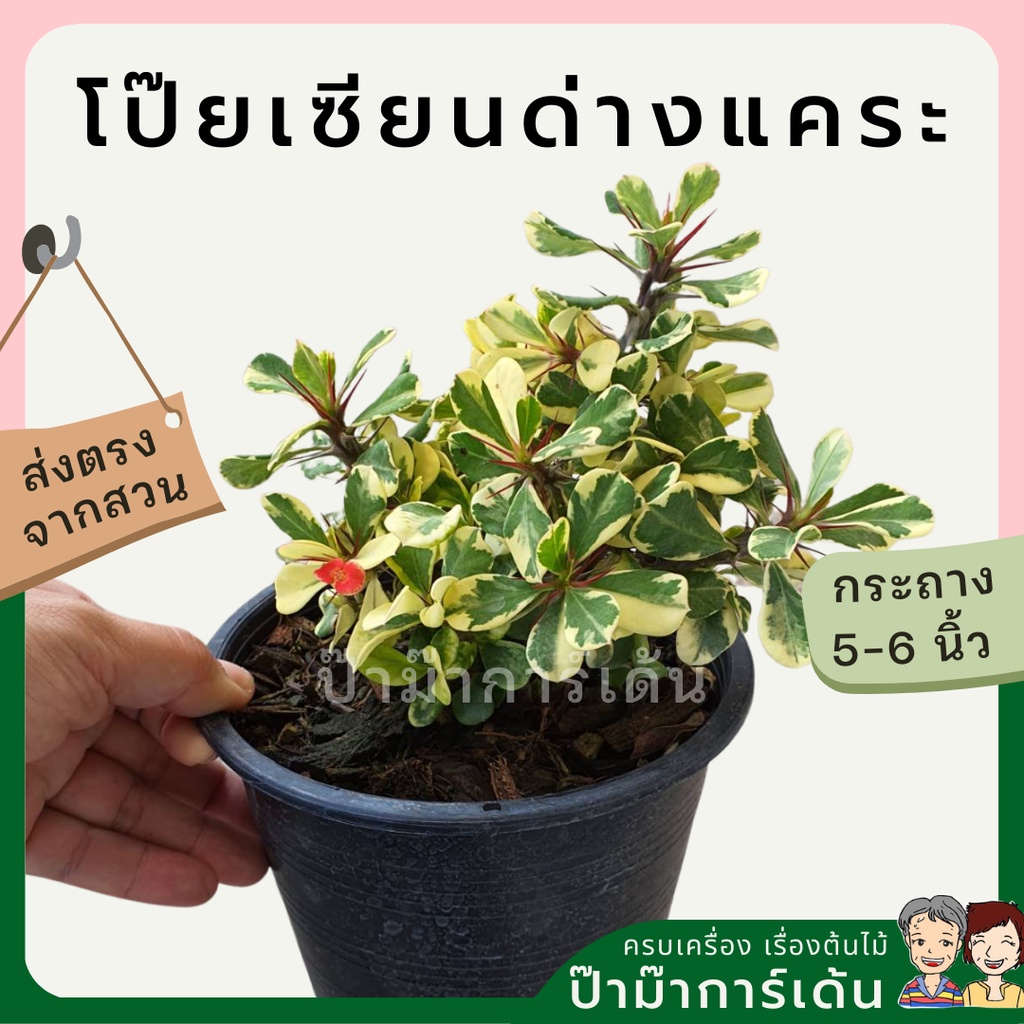 มุมมอง 2