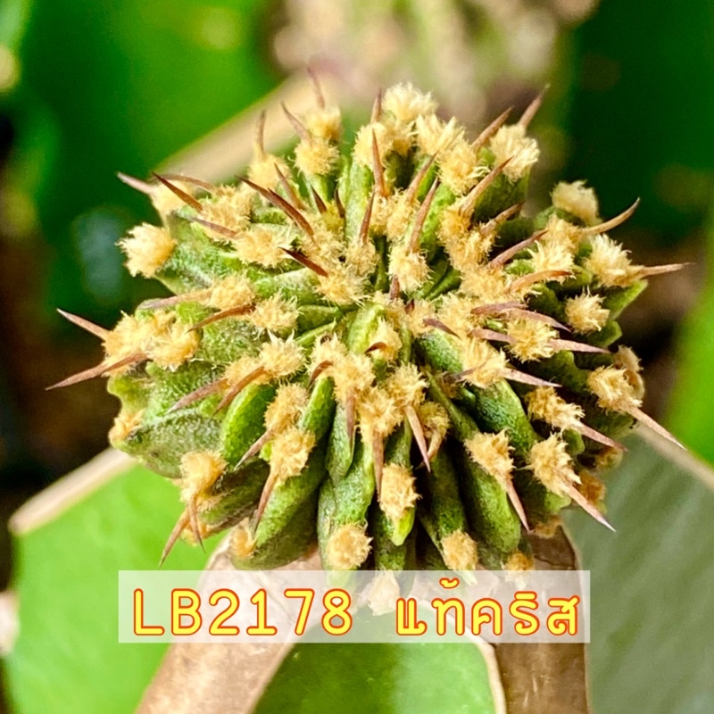 🌵lb2178แท้ คริส ไม้สะสม สวย หายาก 🌵