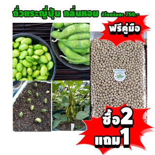 [ซื้อ2กก. แถม1กก. + ฟรีคู่มือ] เมล็ดพันธุ์ ถั่วแระญี่ปุ่น พันธุ์กลิ่นหอมใบเตย 1 กิโลกรัม 750 บาท Endamame