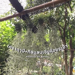 ต้นเคราฤาษี/มอสสเปน ทิลแลนเซีย สัปปะรดอากาศ เคราฤๅษีหางกระรอก ช่วยดักจับฝุ่นpm2.5 ฟอกอากาศในบ้าน คัดดำออกแล้ว มีราคาส่ง