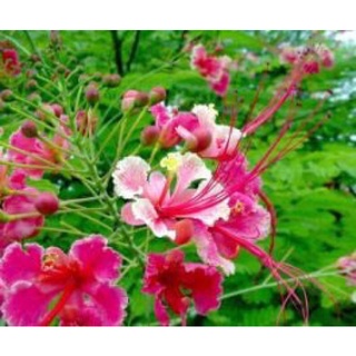 เมล็ดพันธุ์ 30 เมล็ด หางนกยูงฝรั่ง ดอกสีชมพู Flame Tree, Flamboyant, Royal Poinciana