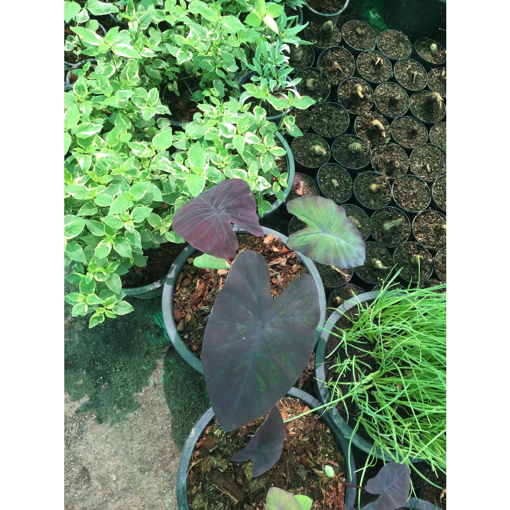 ต้นบอนดำ Colocasia  Black magic ส่งเป็นต้นตัดใบ ในถุงดำ หรือในกระถาง 4นิ้ว  199  บาท  เป็นบอนดำต้นเล