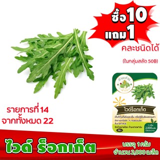 (ซื้อ10แถม1 ฟรีคู่มือ) เมล็ดพันธุ์ ไวด์ ร็อกเก็ต WILD ROCKET  1กรัม (ประมาณ 2,000เมล็ด)ทำมะชาดฟาร์ม ผักสลัด