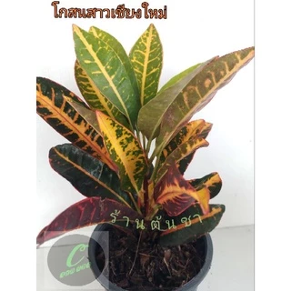โกสนสาวเชียงใหม่ กระถาง 6 นิ้ว