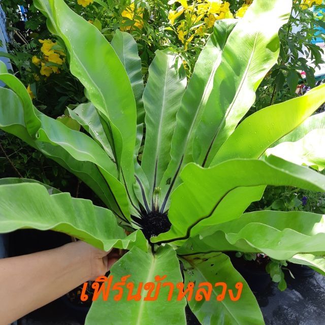 My Image 6