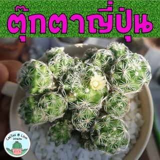 แมมมิลลาเรีย ตุ๊กตาญี่ปุ่น Mammillaria  Vetula subs. gracilis กระบองเพชร