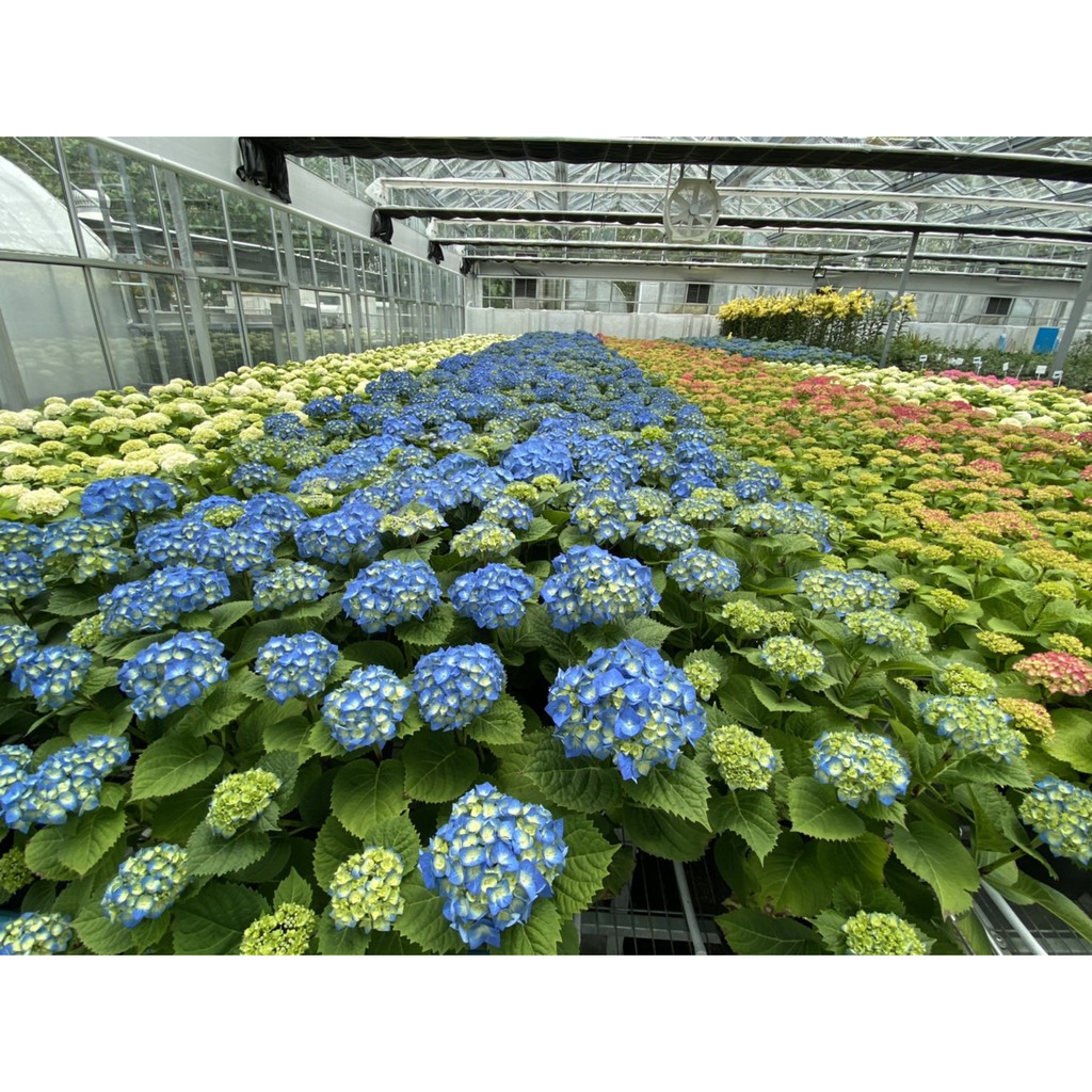 ต้นไฮเดรนเยีย กระถาง 4 นิ้ว กิ่งชำ คละสี สายพันธ์ุนำเข้าจากฝรั่งเศส Hydrangea Macrophylla รูปที่ 3