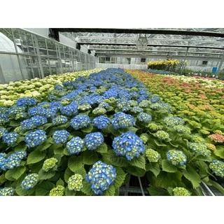 ต้นไฮเดรนเยีย กระถาง 4 นิ้ว กิ่งชำ คละสี สายพันธ์ุนำเข้าจากฝรั่งเศส Hydrangea Macrophylla