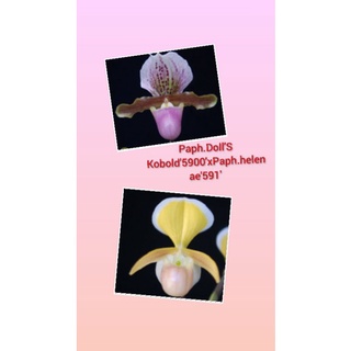 Paph.DollS Kobold5900xPaph.helenae59(ต้นเล็ก)