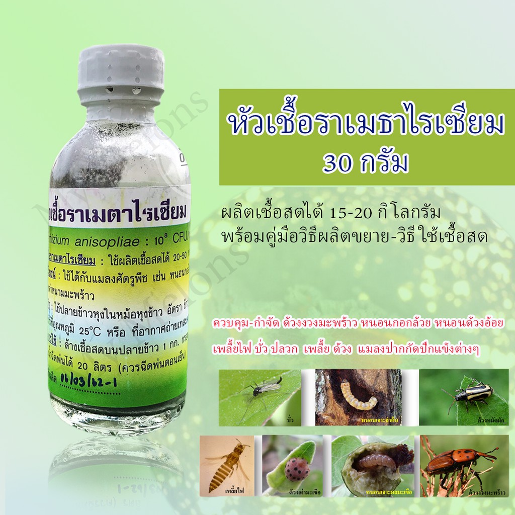 หัวเชื้อราเมธาไรเซียม 30กรัม (ผลิตเชื้อสดได้ 20-50 kg) มีคู่มือวิธีขยายเชื้อให้