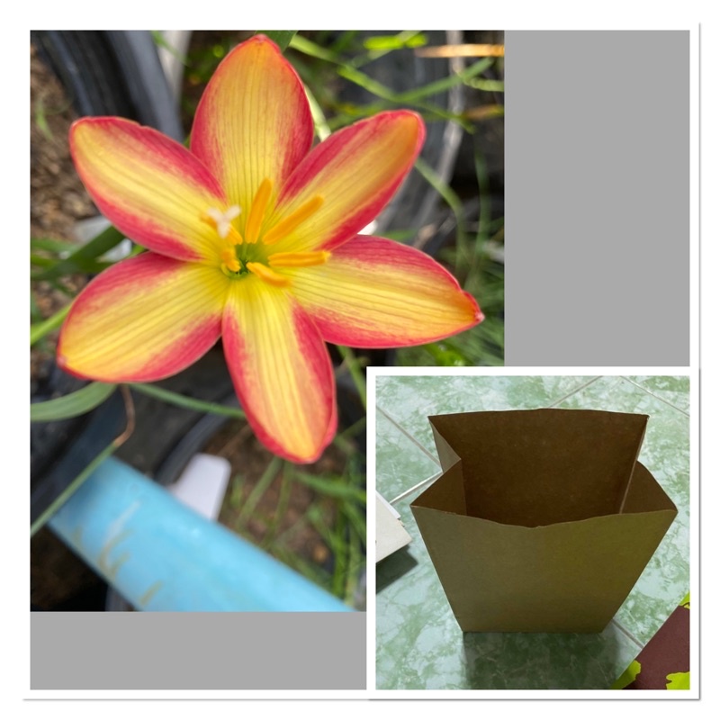 244ม.หัวดอกบัวดิน Snumpy หัวละ 50 บาท