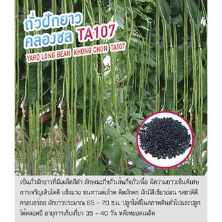 เมล็ดพันธุ์ ถั่วฝักยาว เมล็ดดำ สายพันธุ์ คลองชล TA107 - Yard Long Bean ตราดอกแตง เมล็ดผัก คุณภาพ "เพื่อนเกษตรกร"