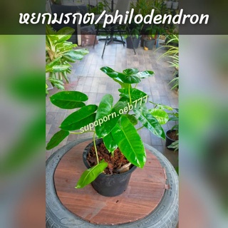 ต้นหยกมรกต/philodendron