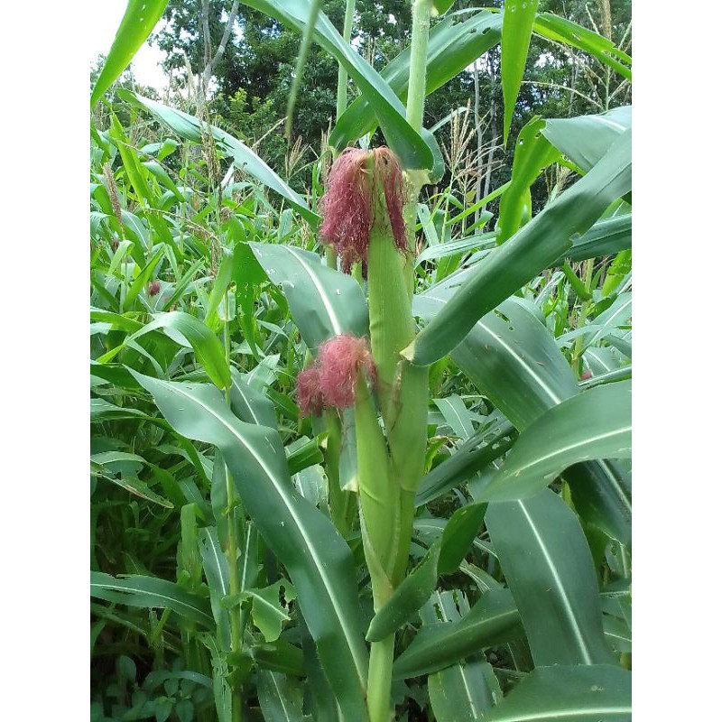 เมล็ดพันธุ์ข้าวโพดเลี้ยงสัตว์เอาไปปลูกเพื่อตัดต้นไปให้สัตว์กินก.กละ50บาท - รูปที่ 7