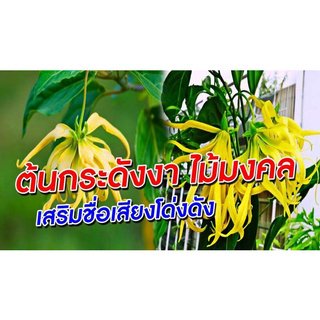 ต้นกระดังงา สงขลา (Ylang-ylang) ไม้มงคล ไม้สารพัดประโยชน์ ไม้ประดับดูดสารพิษ ช่วยดูดคาร์บอนไดออกไซด์