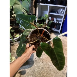 Philodendron Billietiae Croat ฟิโลก้านส้ม