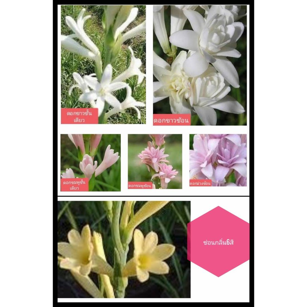 ซ่อนกลิ่น 5สี(หัวสดเเละเเห้ง) XL (ชำแล้วพร้อมปลูก) ดอกไม้ไหว้พระ  ออกดอกทั้งปีหน่อ เหง้าซ่อนกลิ่น ต้นซ่อนกลิ่น