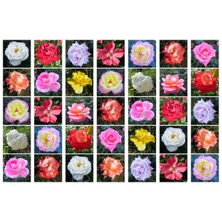 30 เมล็ด ดอกกุหลาบ สีคละสี พันธุ์ดอกใหญ่ นำเข้า Rose Seeds