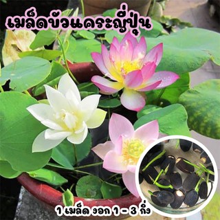 เมล็ดพันธุ์ดอกบัวมินิของญี่ปุ่น พันธุ์แท้ เมล็ดบัวแคระญี่ปุ่น 10 บาท ไม้มงคล ไม้เลี้ยงน้ำ 1 เมล็ดงอก 1 - 3 กิ่ง