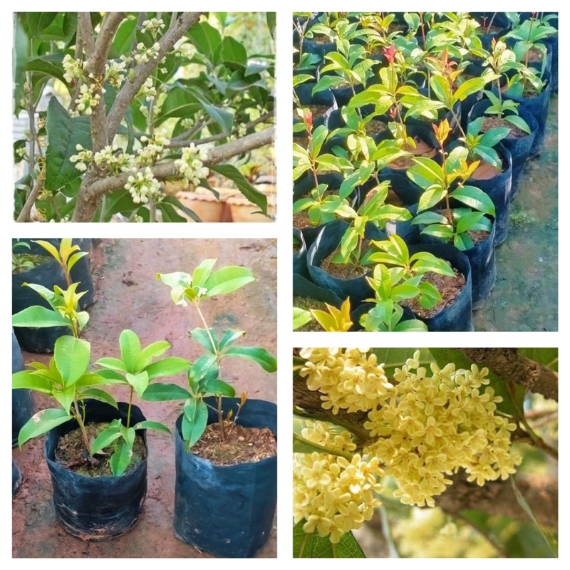 ( พร้อมส่ง ‼️)   ต้นหอมหมื่นลี้ แบบตอนกิ่ง พร้อมออกดอก   หอมฟุ้งกระจาย หอมสมชื่อ   สร้างความสดชื่นให้บ้านของเรา