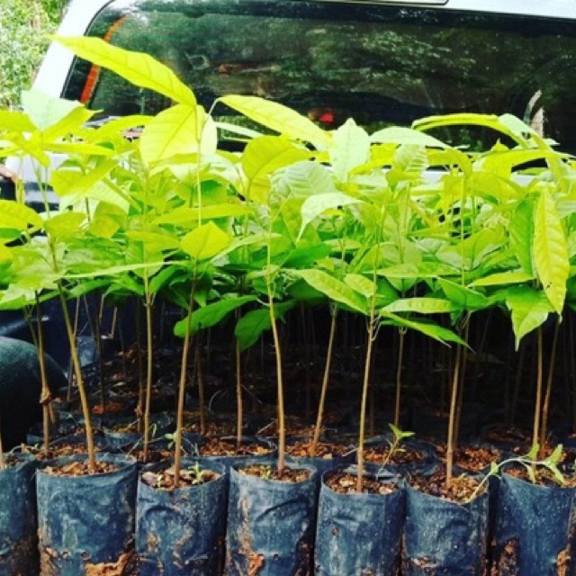 ต้นโกโก้ พันธุ์ชุมพร1 ต้น 35 บาท