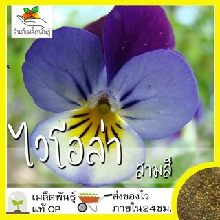 เมล็ดพันธุ์ ชุดดอกไม้กินได้ สายพันธุ์แท้ ปลูกต่อได้ พร้อมส่ง คอร์นฟลาวเวอร์/คาเลนดูล่า/ไวโอล่าสามสี/ความรักในสายหมอก