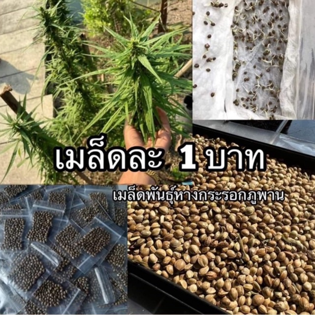 เม็ดละ 1บาท 🎋เมล็ดพันธุ์ไทย 🌿หางกระรอกแดงภูพาน แท้ พร้อมจัดส่ง