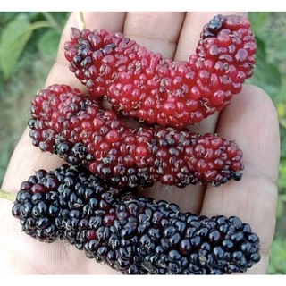 ( พร้อมส่ง ‼️ ) ต้นหม่อนดำตุรกี 1 ชุดมี 4 ต้น ชำกิ่ง 🍇 ใหญ่ ‼️ ดก ‼️ หวาน ‼️ เปรี้ยวอมหวาน ผลดก นำไปทำแยมและน้ำผลไม้ 🚚🌳
